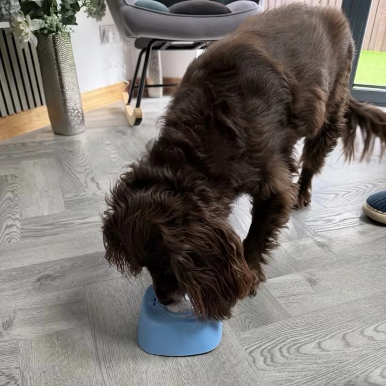 Cocker spaniel je z WolnaMiska