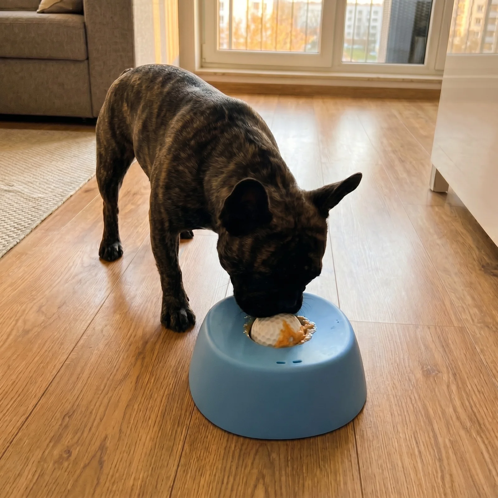 Pies przy WolnaMiska